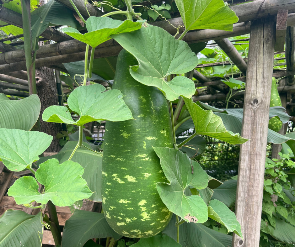 Karen Farmers in the Triangle 1 1 1