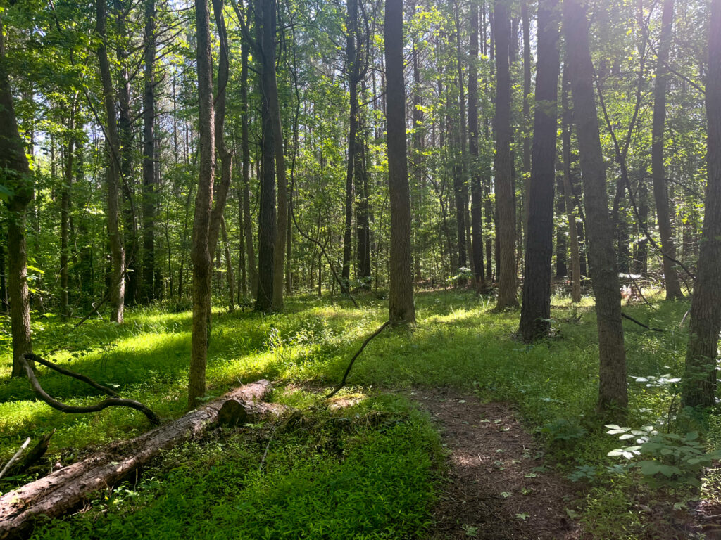 Tour the Triangle on These Favorite TLC Trails 16C3159A 6C24 4C3F 9D64 BBDDFE016001 1 1