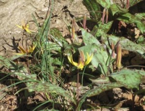 trout lily at Johnston Mill Nature Preserve