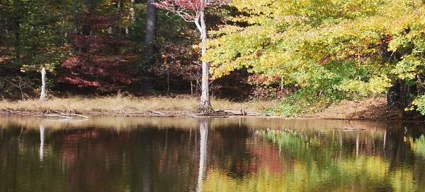 pond, water, fall, triangle land conservancy