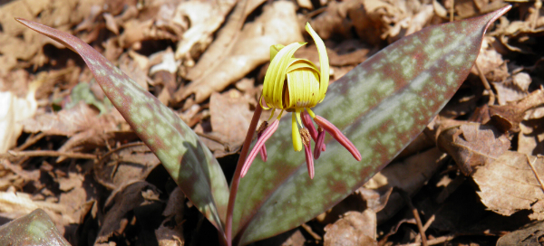 Trout-lily