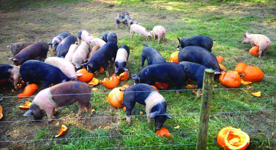 Pigs and Pumpkins