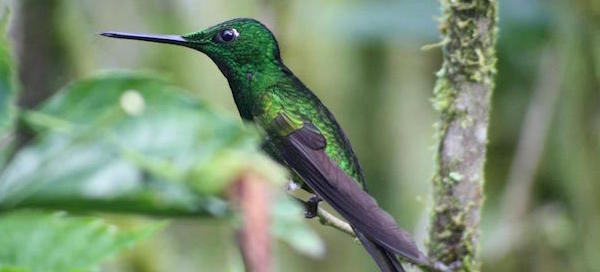 triangle-land-hummingbird-ecuador