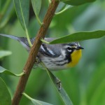 yellow throated warbler by carol tuskey