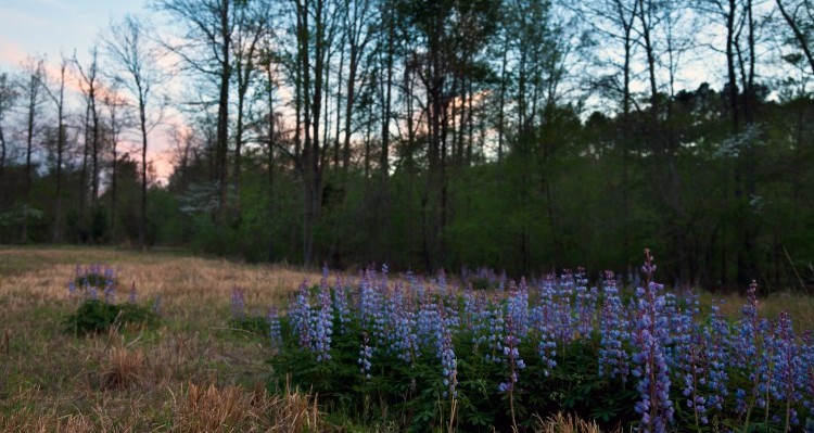 Wild Perennial Lupine in bloom on land near Mark's Creek, North Carolina.