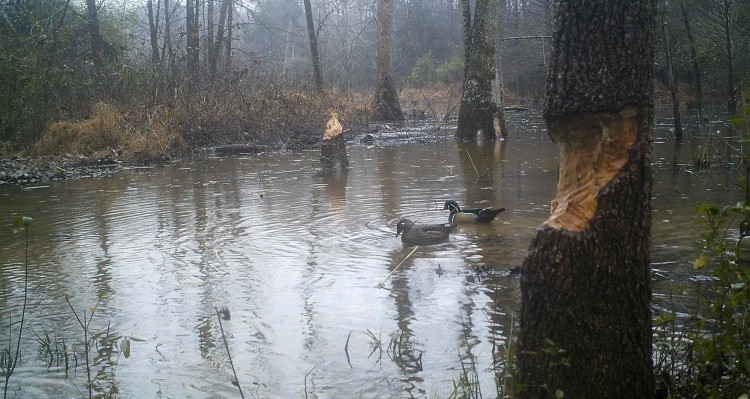 Wood Ducks at Brumley Forest Nature Preserve