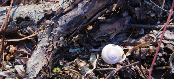 Horton Grove Nature Preserve Snail
