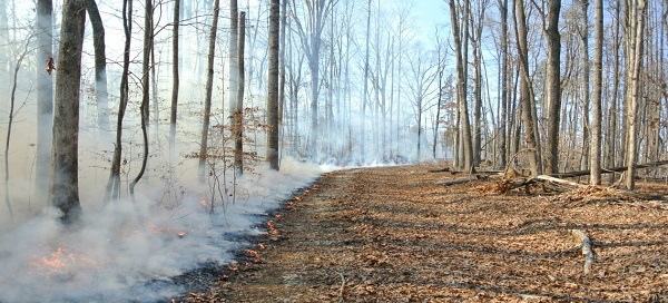 Controlled Burn at Horton Grove Nature Preserve