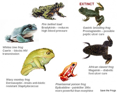 disappearing frogs with medicinal compounds