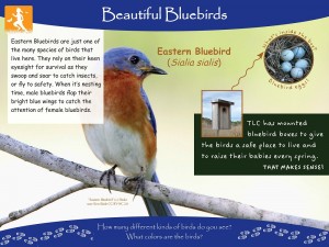 That Makes Sense Beautiful Bluebirds