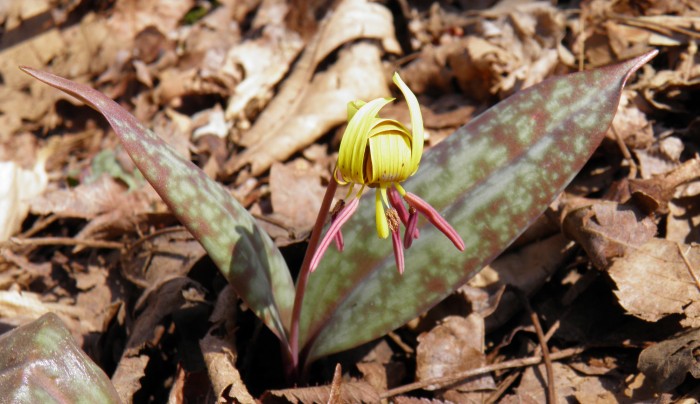 Trout Lily Kyle Obermiller March