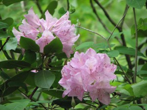 Catawba Rhododendron at Flower Hill
