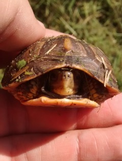 turtle1