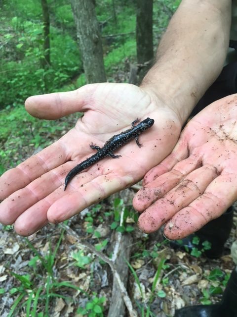 Image of a white-spotted slimy salamander at the 2016 Walnut Hill Bioblitz.