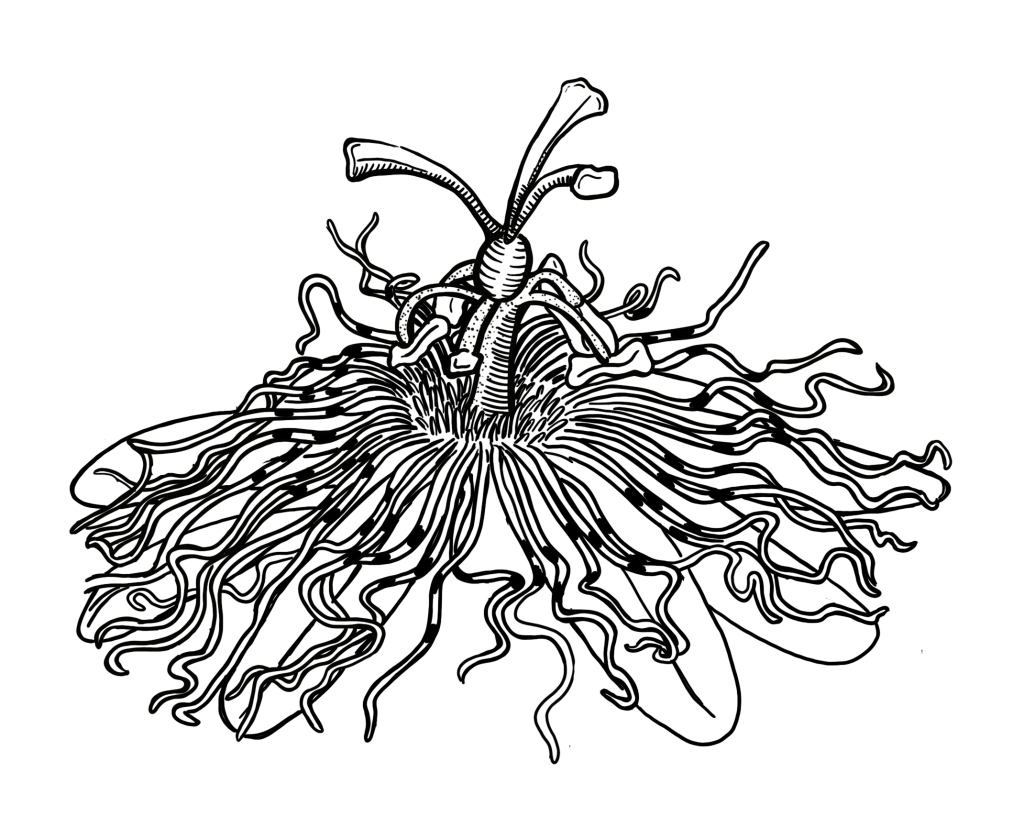 Illustration of Passionflower by Lauren Burham. -Wild Ideas for Wildflowers