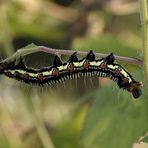 caterpillar on a plant - citizen science projects