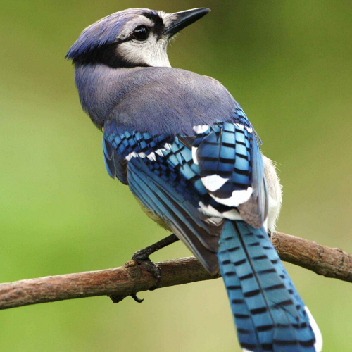 Image of bluebird - citizen science projects