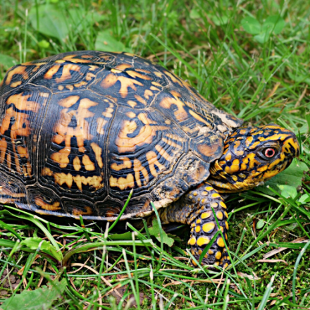 eastern box turtle - citizen science projects