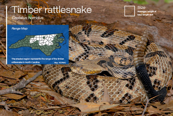 Rattlesnake Range Conserved! - Triangle Land Conservancy