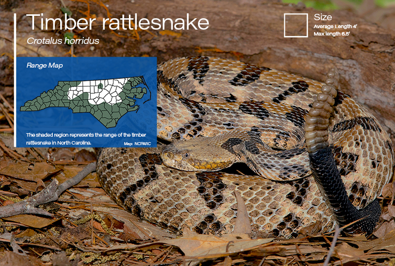 timber rattlesnake habitat
