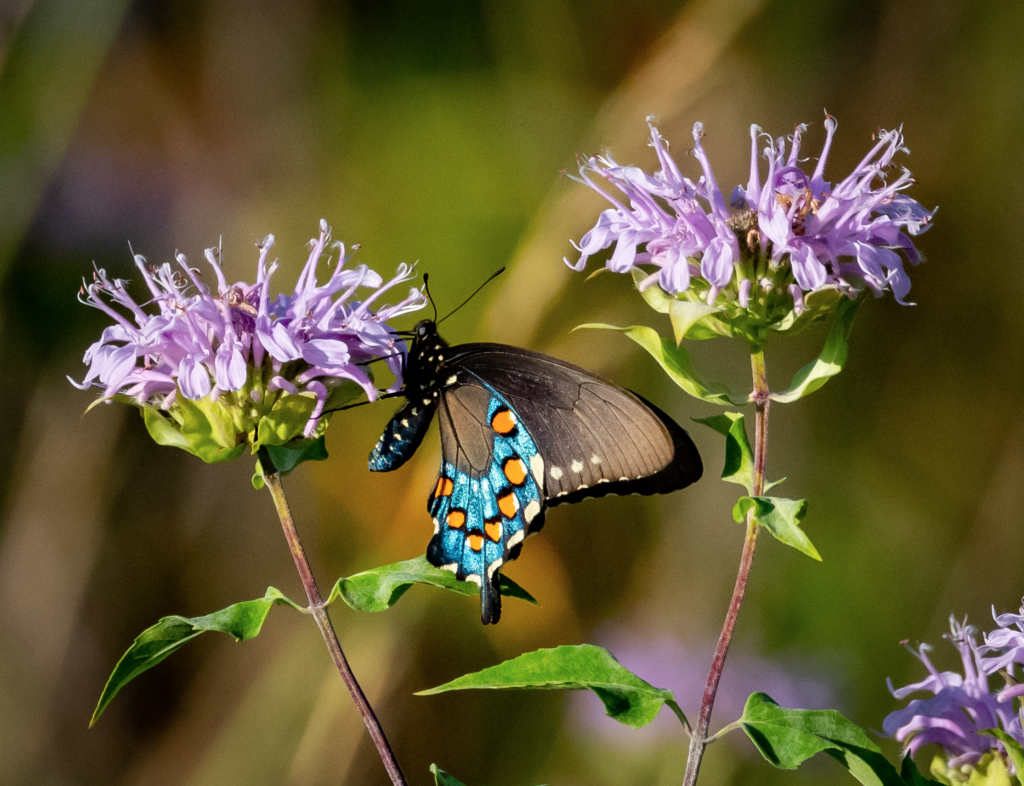 pipeline swallowtail butterfly by Don Kinney