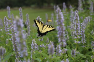 Yellow butterfly in field of purple flowers.