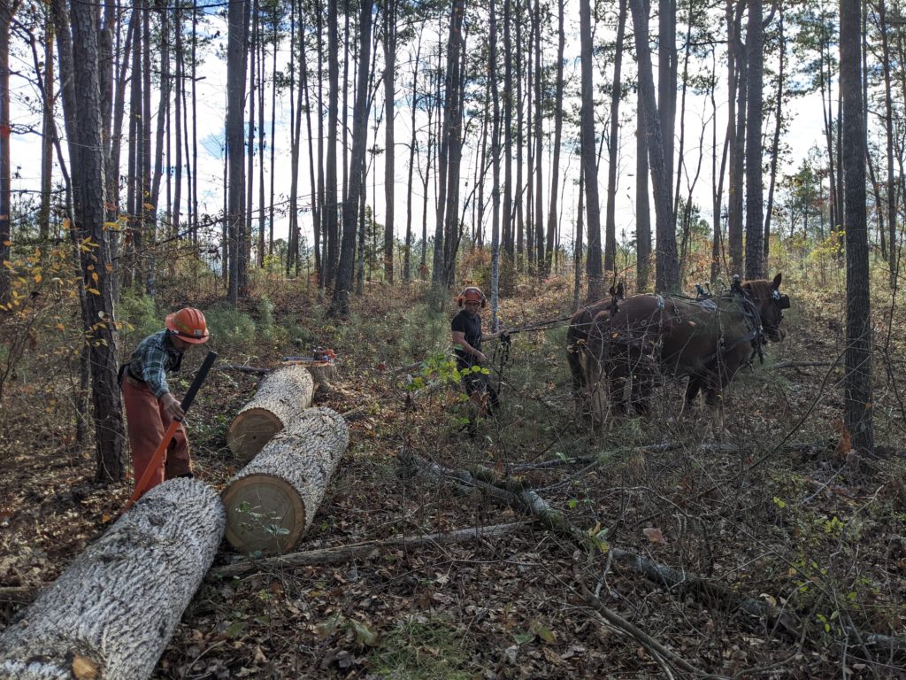 Staff members attaching logs to a harness in a forest.
