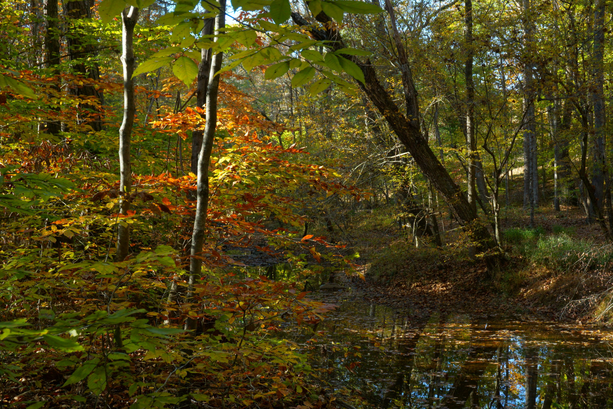 2022 Fall view of the creek JohnstonMill 1 scaled