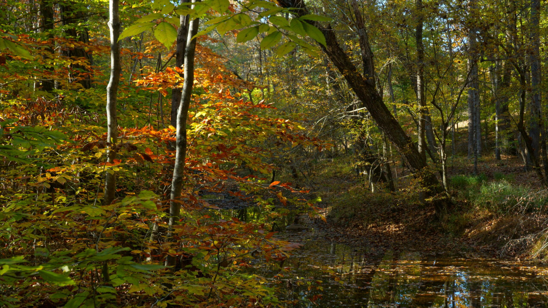 2022 Fall view of the creek JohnstonMill scaled 2