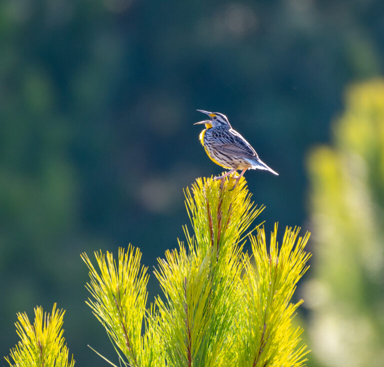 2022 eastern meadowlark on plant Williamson 1
