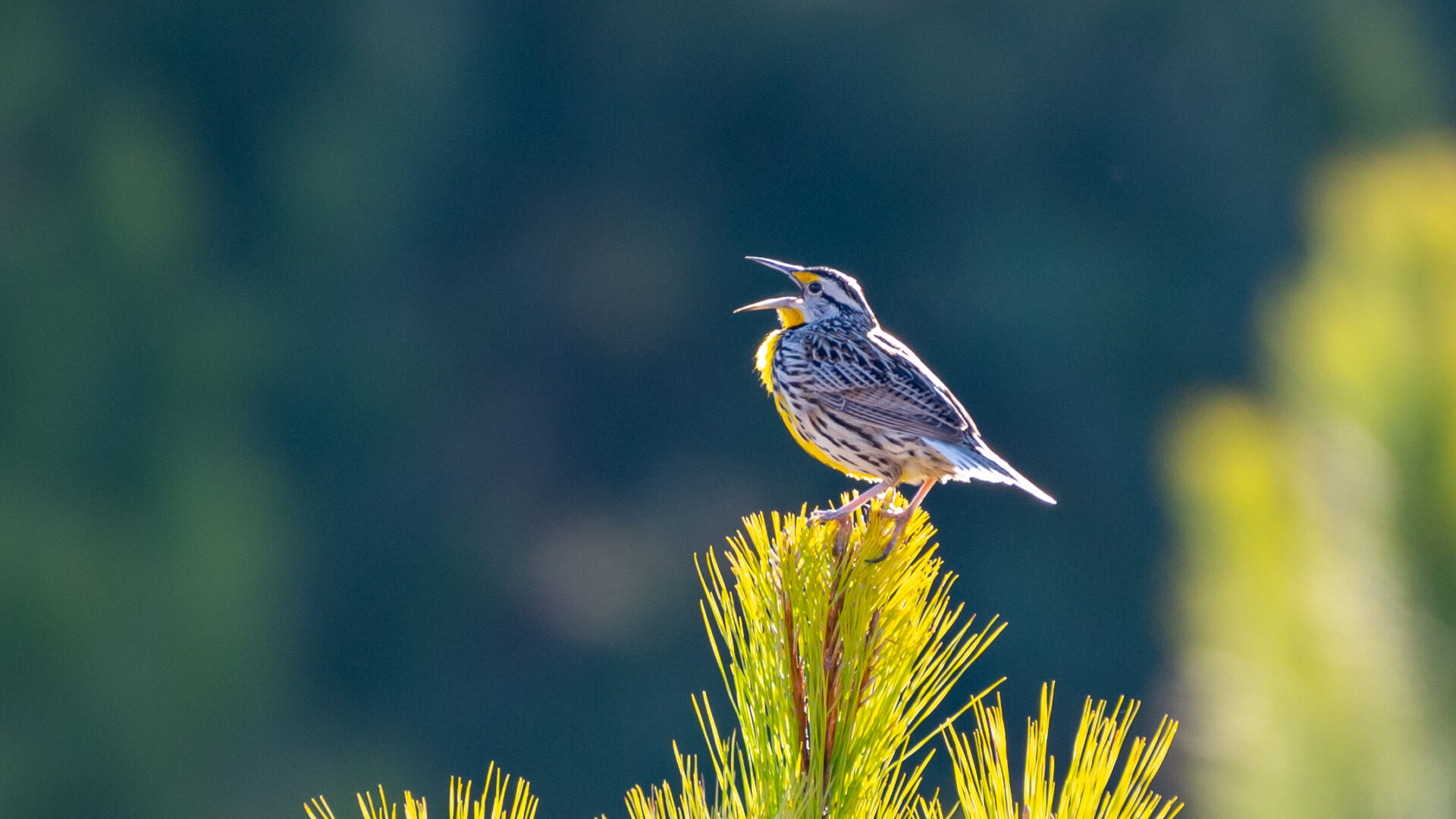 2022 eastern meadowlark on plant Williamson 1 e1792097772795