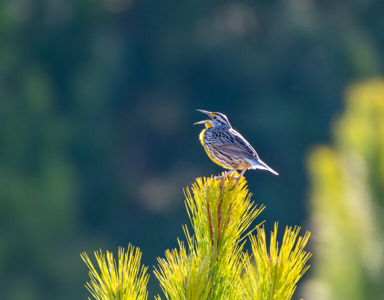 2022 eastern meadowlark on plant Williamson 1 e1792097772795
