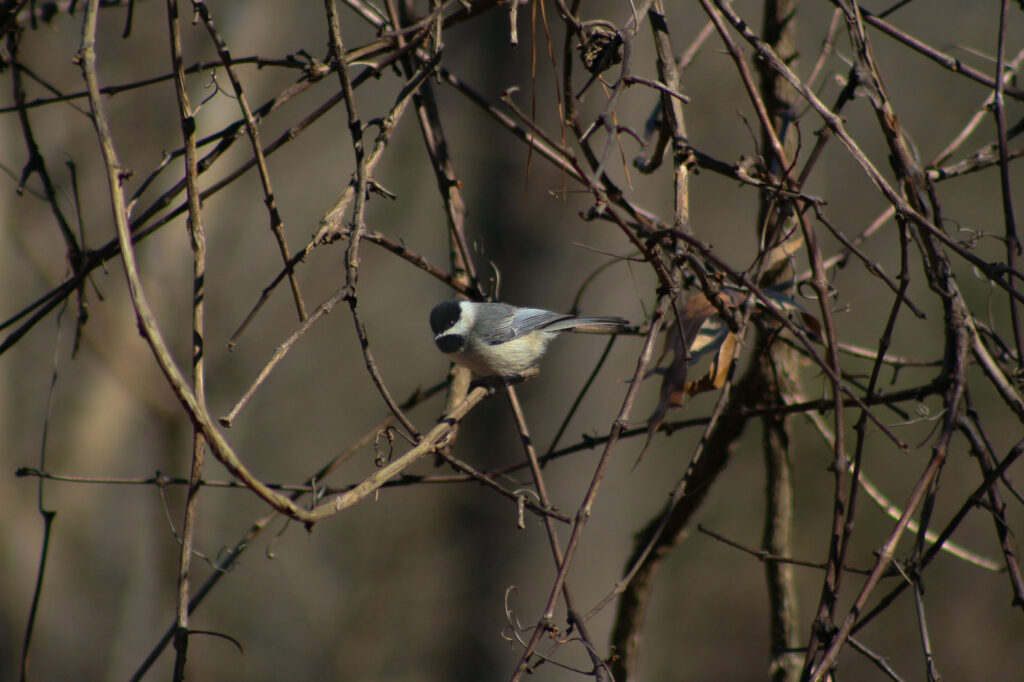 2024 Carolina chickadee SCB 1