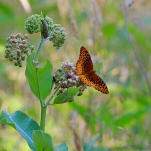 2025 Butterfly and caterpillar Brumley