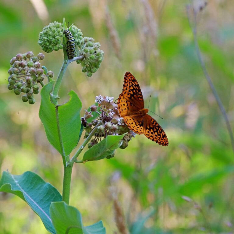 2025 Butterfly and caterpillar Brumley
