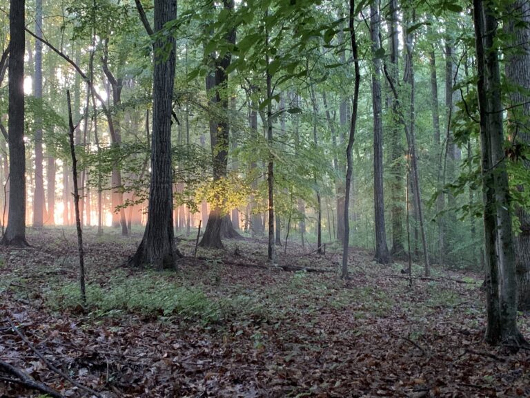 2025 Forest sunset HortonGrove 1 1