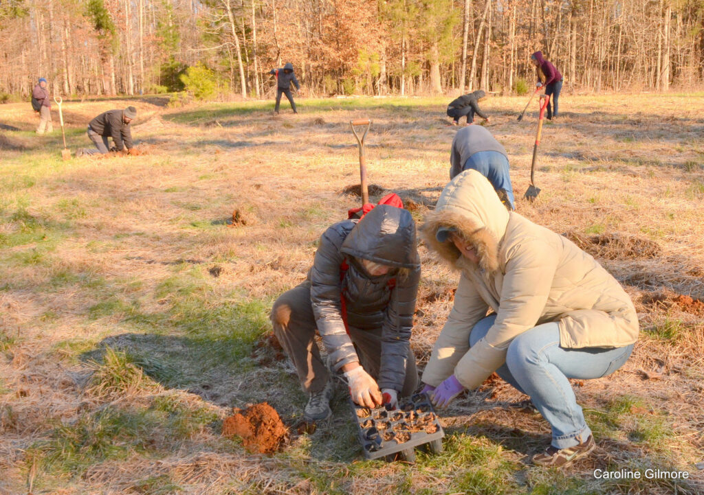 Planting milkweed is a team effort. Photo by Caroline Gilmore.
