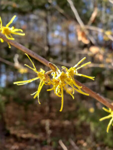 Yellow witch hazel flowers