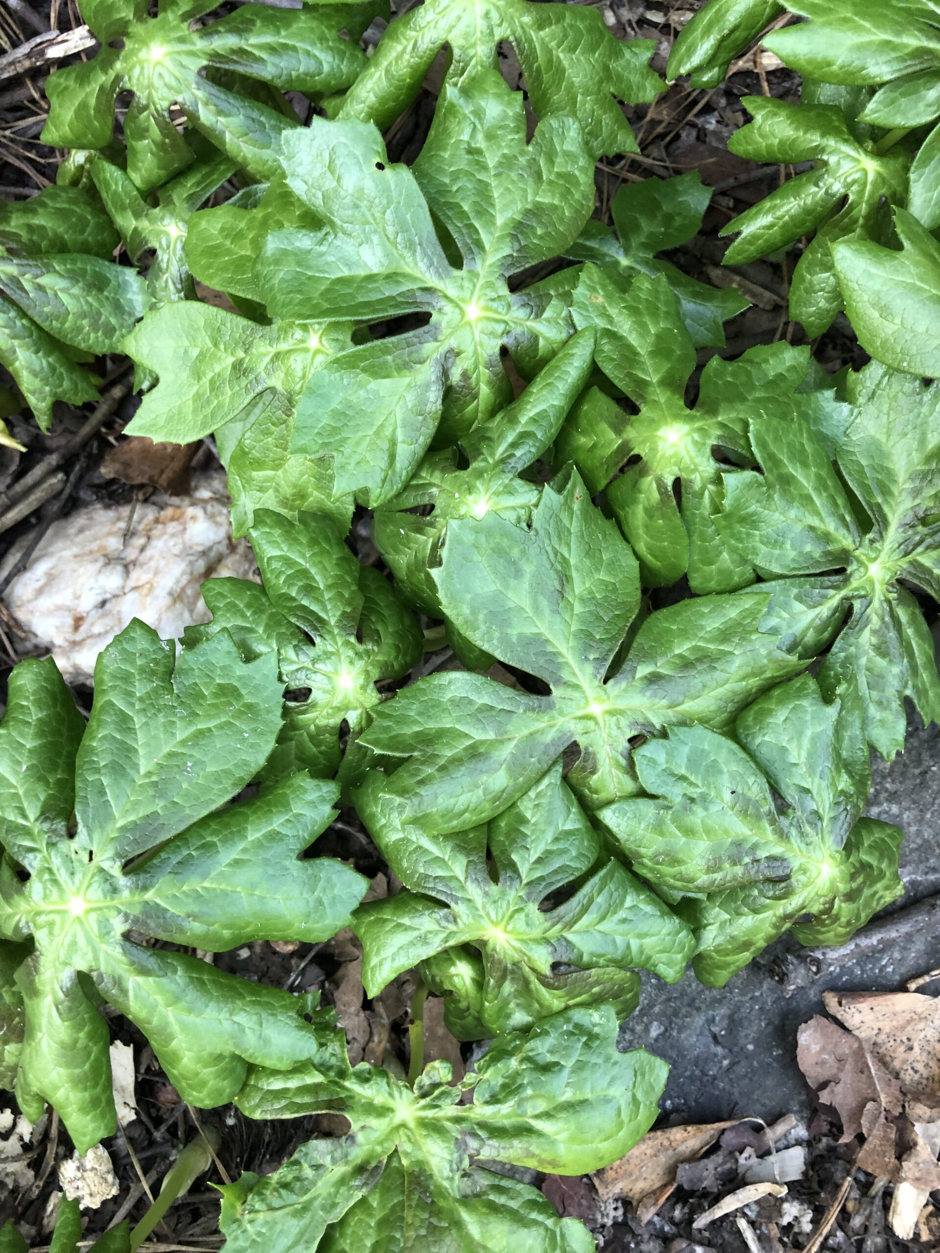 A780CF06 EE04 4629 BD17 C21EA7FBAF0E 1 1 scaled