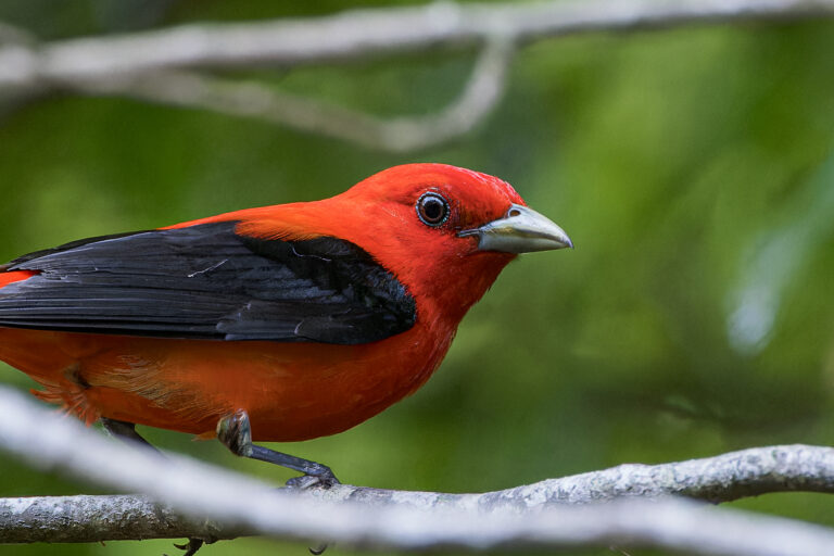 April2023 Scarlet tanager Johnston Mill