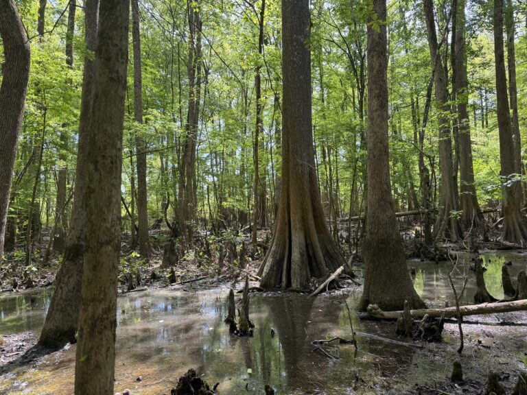 April26 Cypress2 Neuse Islands