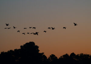 August23 Geese flyover Williamson
