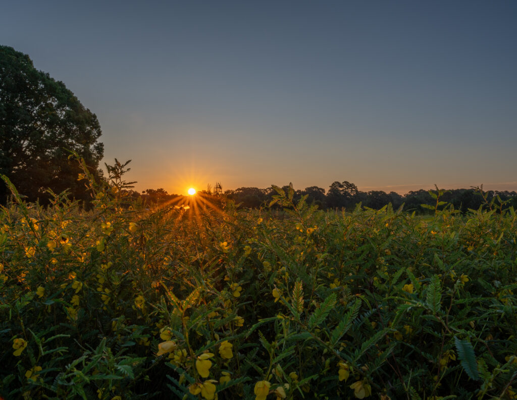 Make A Will Month: Leaving Behind A Legacy for Land August23 Sunrise over yellow flowers Williamson