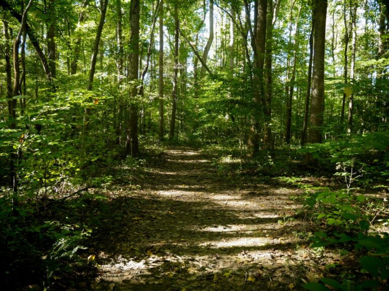 Beech Bluffs Loop trail Swift Creek Bluffs