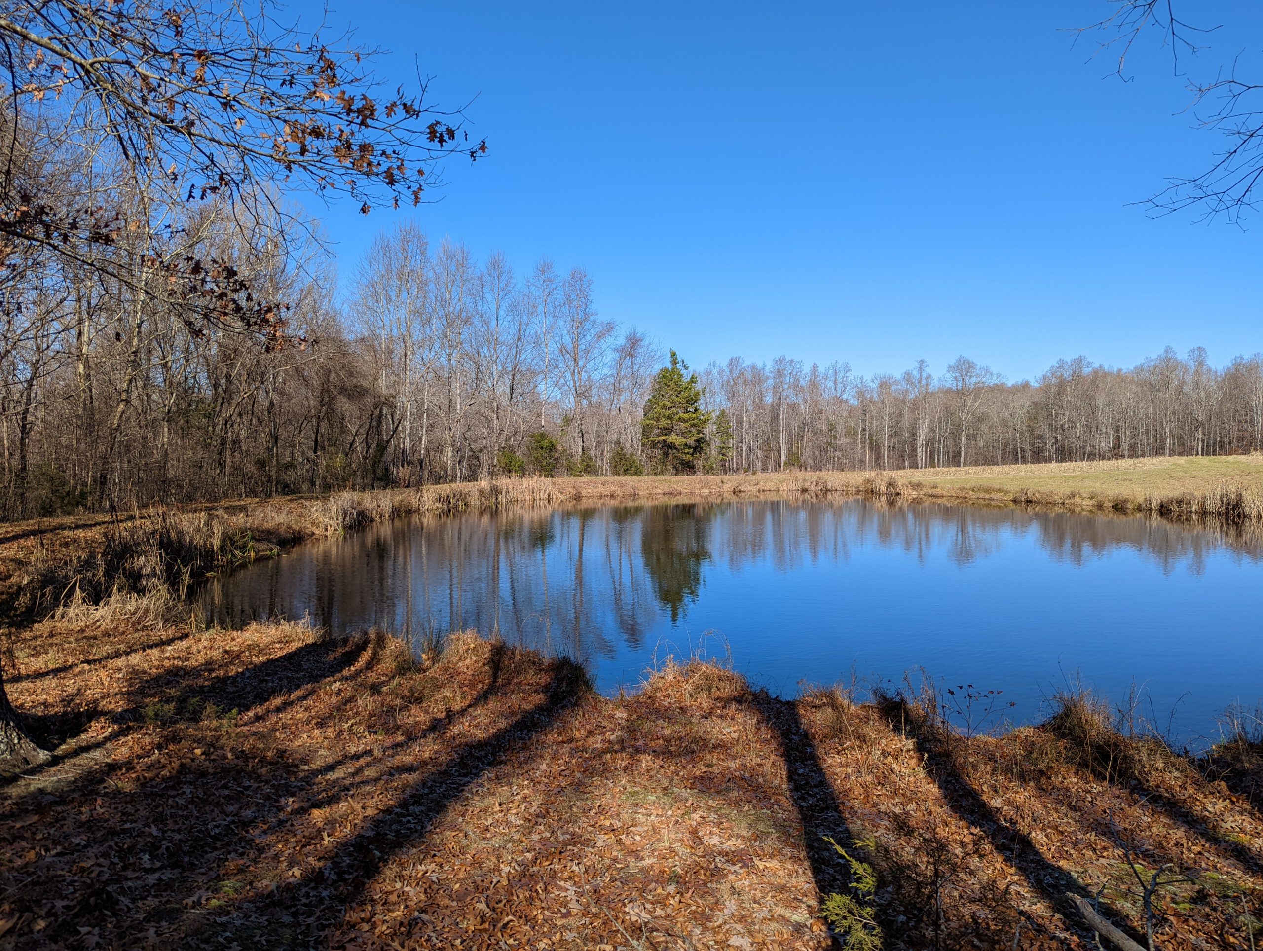 Bluestem byBoHowes2 1 scaled