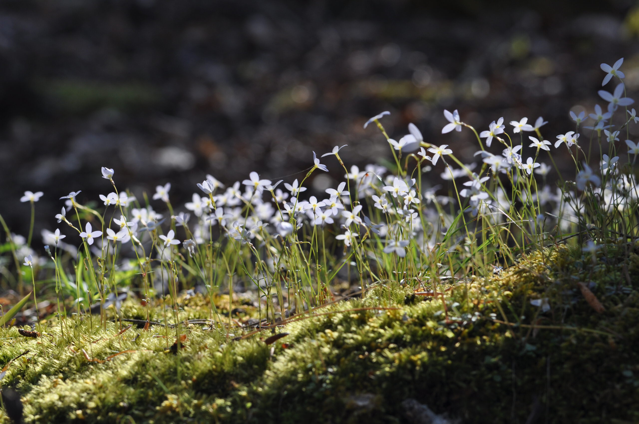 Sharing your #HikeTLC experiences Bluets JMNP Emily Oglesby 1 scaled