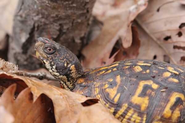 Box Turtles