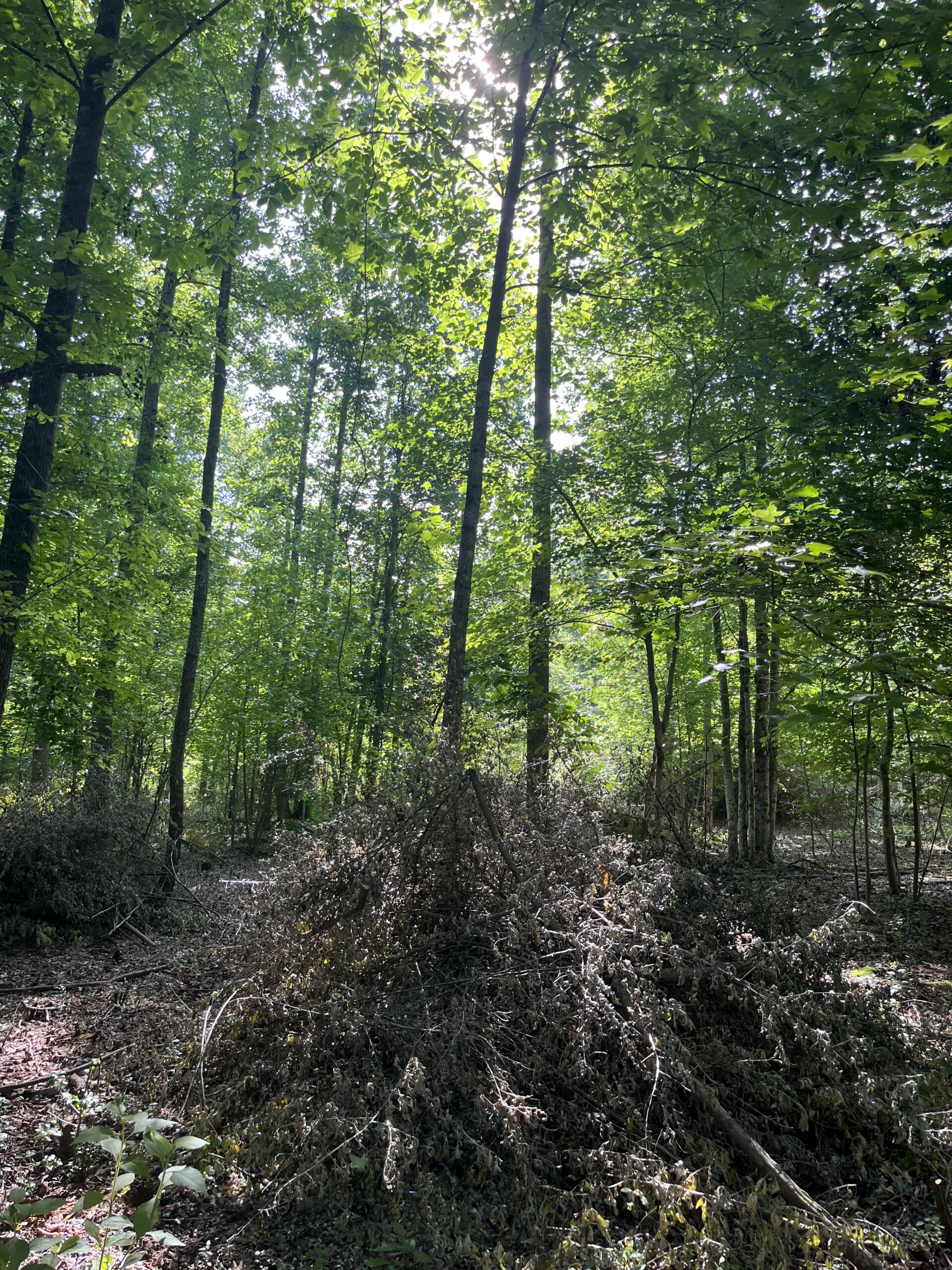 CA368AF7 9CC3 4C2F A4FD D7BB64AB2717 1 1 scaled