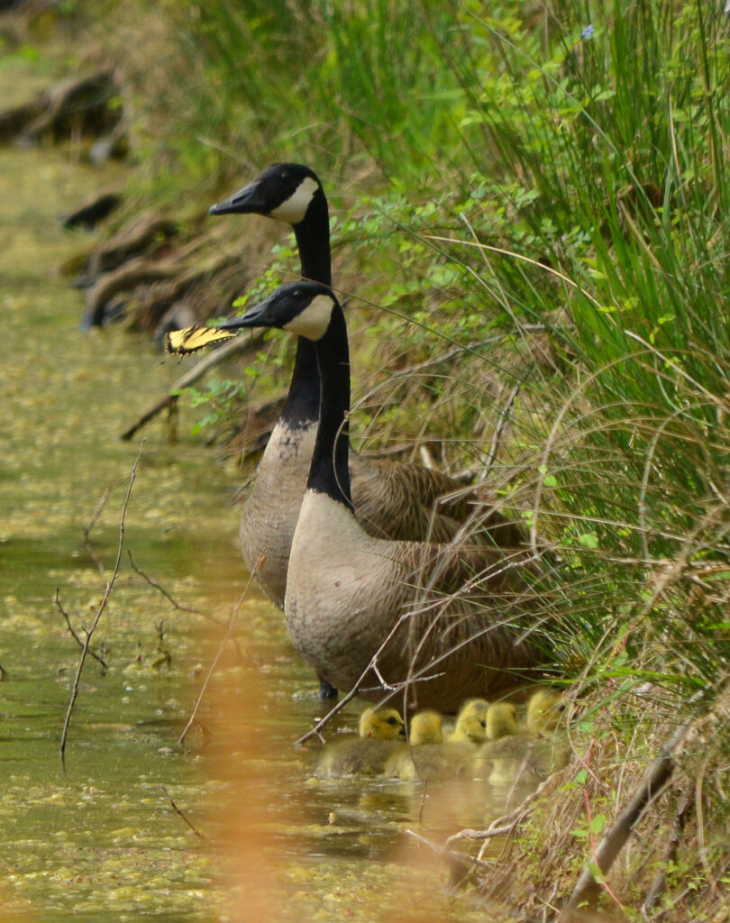 CarolineGilmore TLC Brumley Forest Grand Opening 126 1