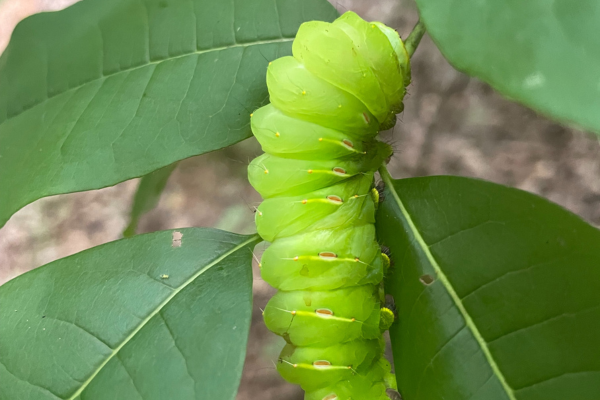 Get Wild: Caterpillars Count! — Outdoors & nature in Johnston Mill Preserve Secondary Entrance